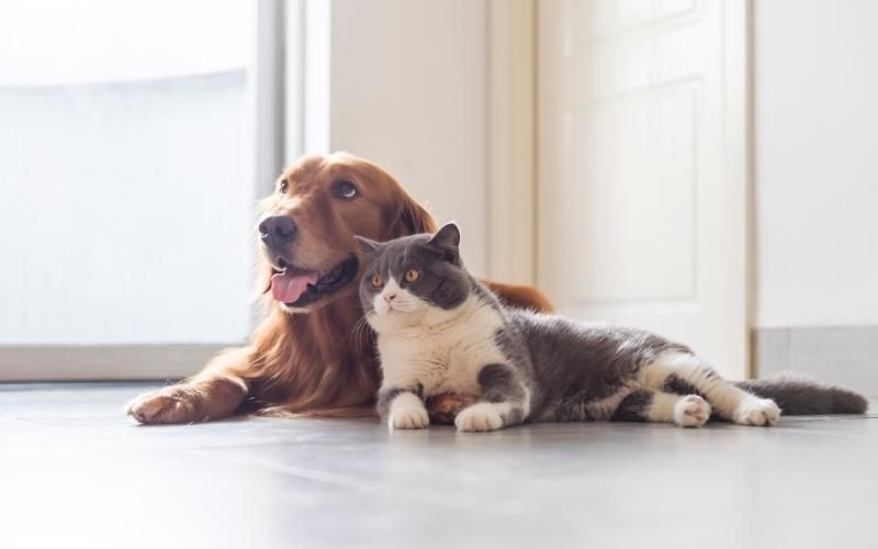 a cat and a dog lying on the floor